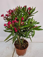 Nerium Oleander Bush - 2054 - Ø18cm - ↕55cm