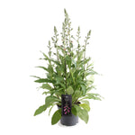 Digitalis Lucas Pink - Ø19cm - ↕60cm