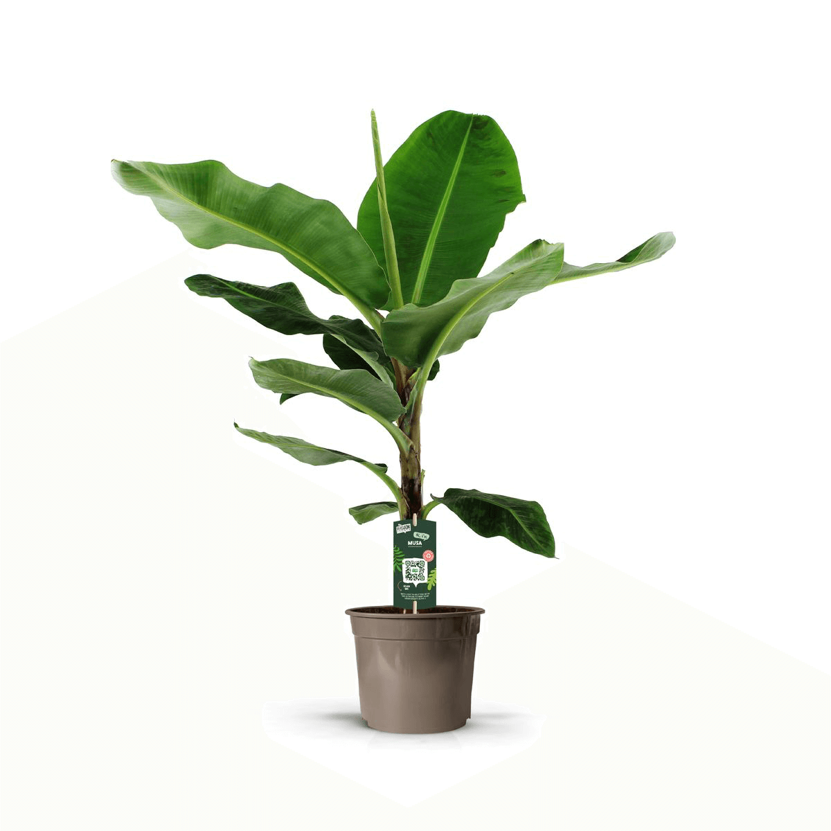 Bananenplant (Musa) - 140 cm - Ø27cm