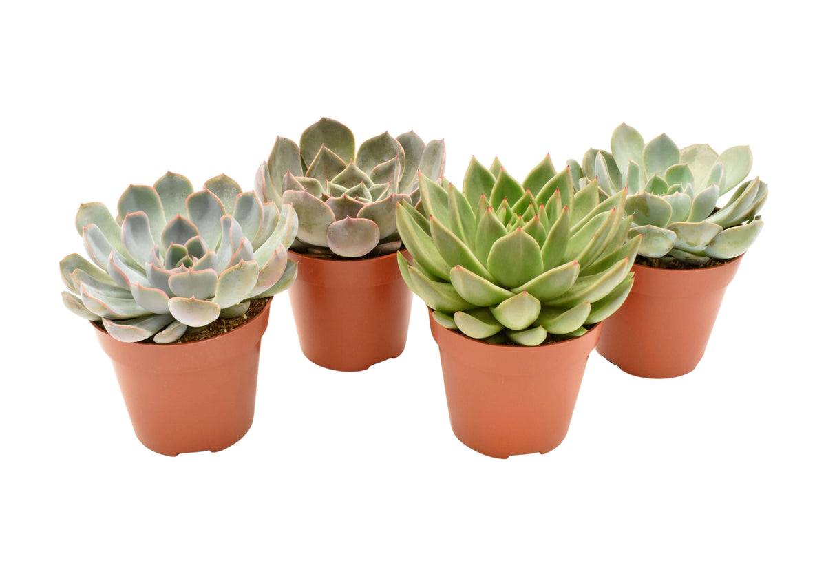 Echeveria Mix (Basic) - 4 stuks - Ø12cm - ↕15cm