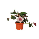 Syngonium Roter Pfeil - Ø12cm - ↕25cm