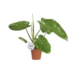 Philodendron Jose Buono - Ø15cm - ↕45cm