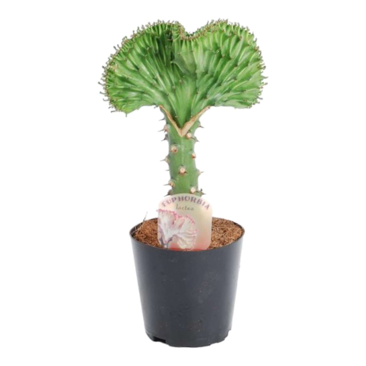 Euphorbia lactea Cristata groen - 30 cm - ø10,5