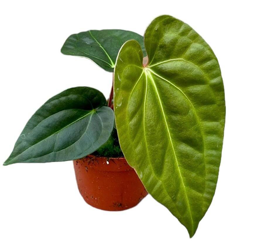 Anthurium Regale