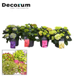 Hydrangea Bol 7-12 Kop Gemengd Op De Laag (Decorum) - Ø23cm - ↕40cm