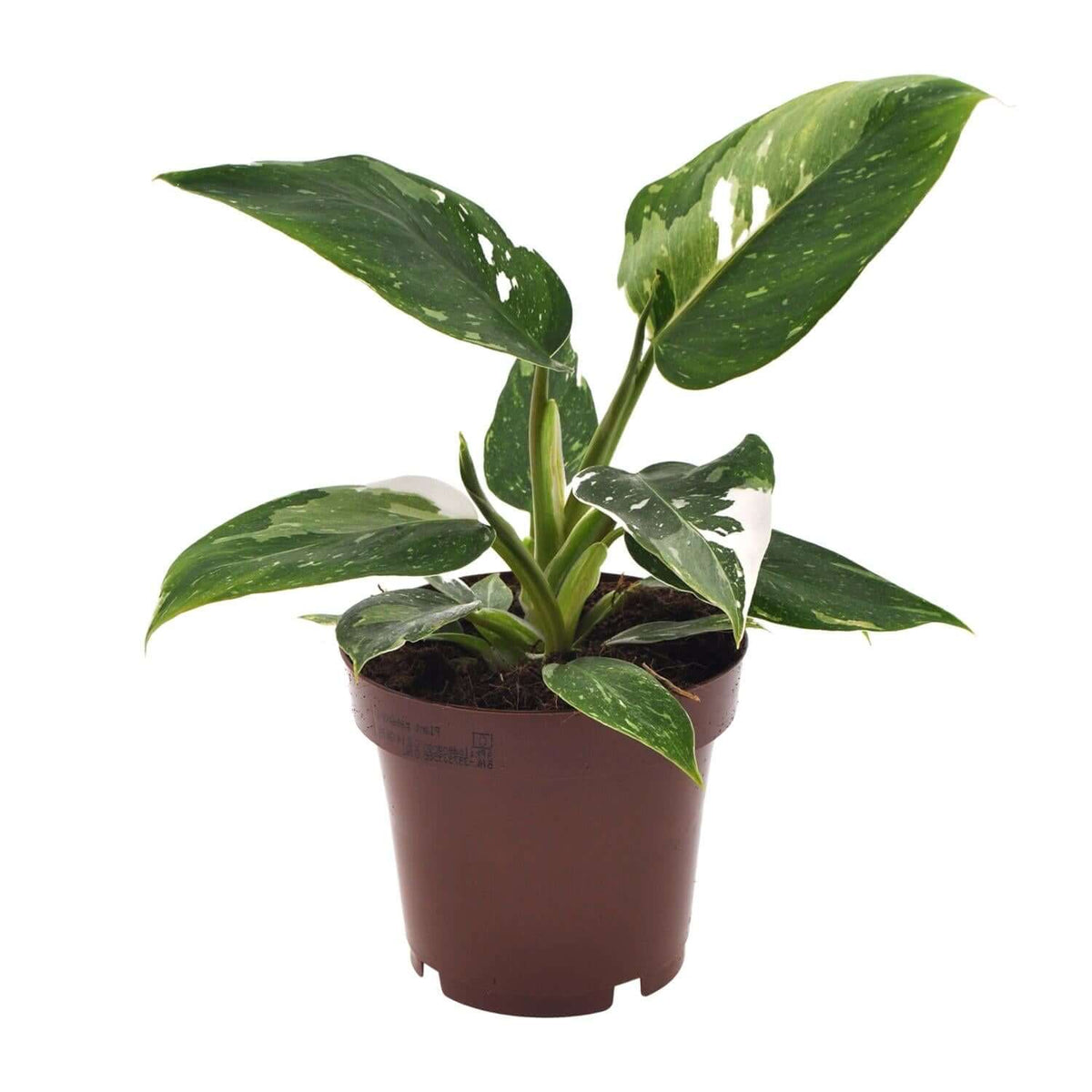 Philodendron White Princess - Ø12cm - ↕25cm