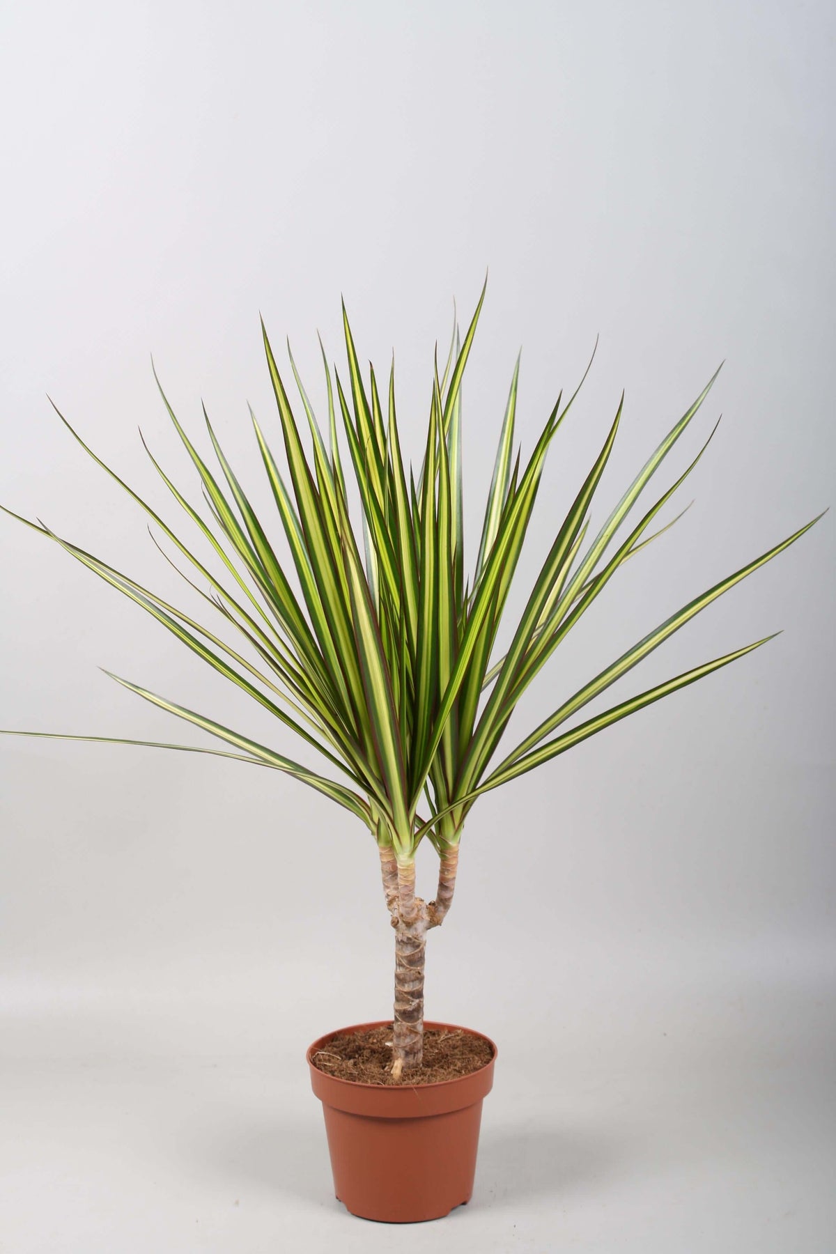 Dracaena Sunray Enkele Stam - Ø12cm - ↕50cm