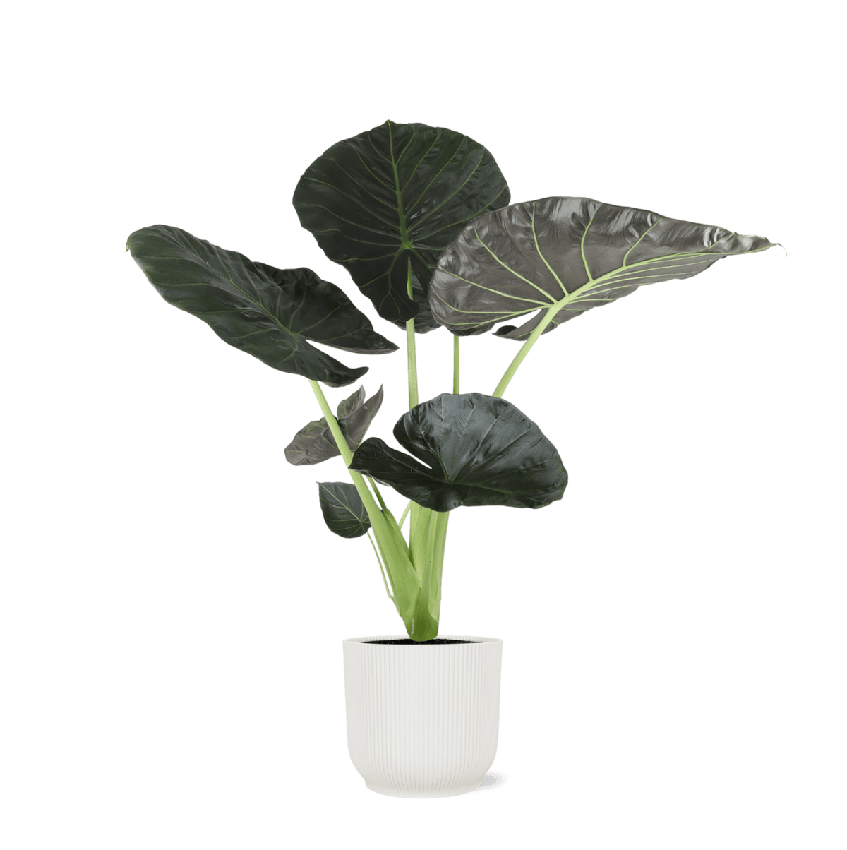 Alocasia Regal Shield Ø21cm - ↕100cm in Vibes WIT pot