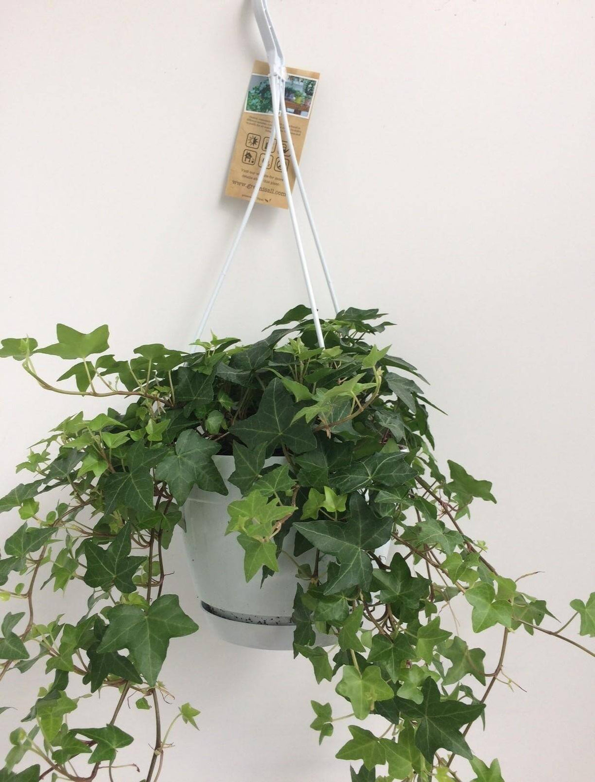 Hedera Helix Groen - Hangpot Wit / Basic - Ø17cm - ↕cm