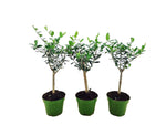 Olea Europaea (Olijf) op Stam - 3 stuks - Ø12cm - ↕40cm