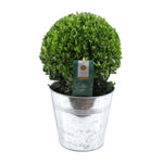 Ilex Crenata 'Jenny'® Ball Ø20cm P17 In Zinc Old-Look - Ø19cm - ↕40cm