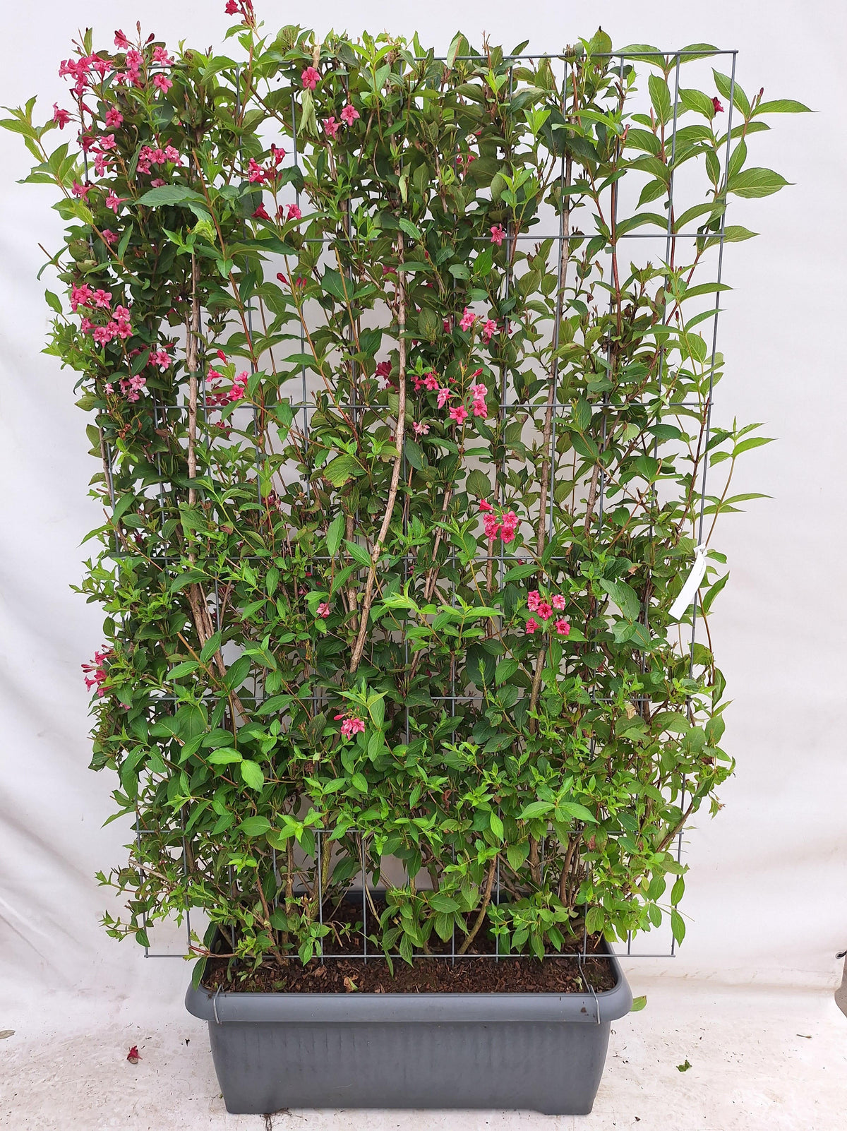 Weigela 'Newport Red' - Weigelia - Kant-en-Klaar Haag - 120 x 180 cm