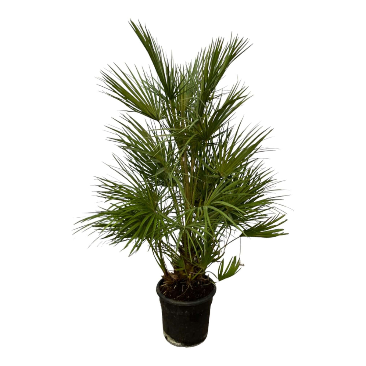 Chamaerops Humilis shrub - 130 cm - Ø24cm