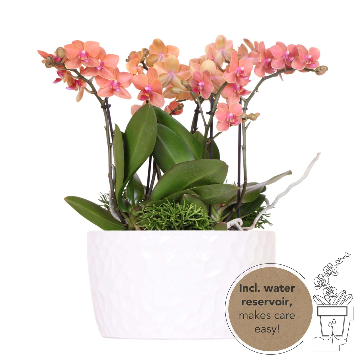 Kolibri Orchids | oranje plantenset in Honey dish incl. waterreservoir | drie oranje orchideeën Bolzano 9cm en drie groene planten | Jungle Bouquet oranje met zelfvoorzienend waterreservoir