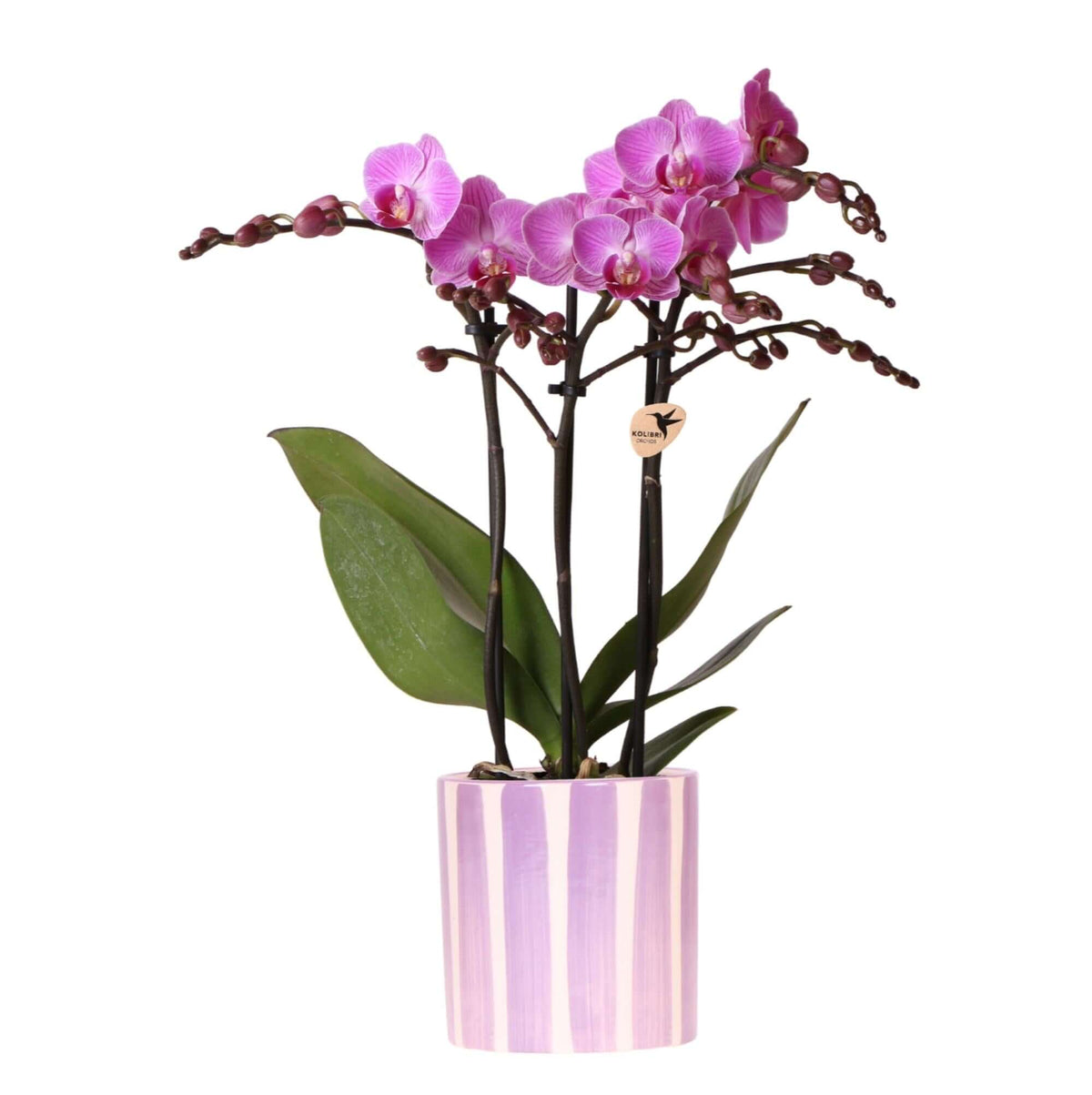 Kolibri-Orchideen | paarse phalaenopsis orchidee Vienna + Painted Stripe Topf lila - Topf Ø9cm | Bloeiende kamerplant - vers van de kweker