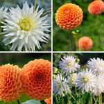 Flowerbulbs Amsterdam Mix Orange Pride, Dahlia Playa Blanca & Dahlia Ralphie, 2 stuks