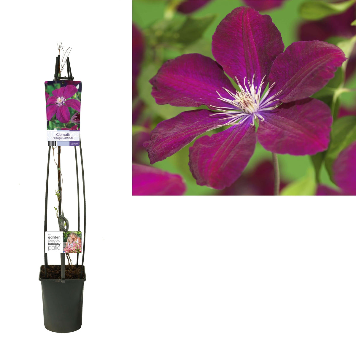 Clematis 'Rouge Cardinal' +light Label - Ø23cm - ↕115cm