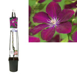 Clematis 'Rouge Cardinal' +light Label - Ø23cm - ↕115cm