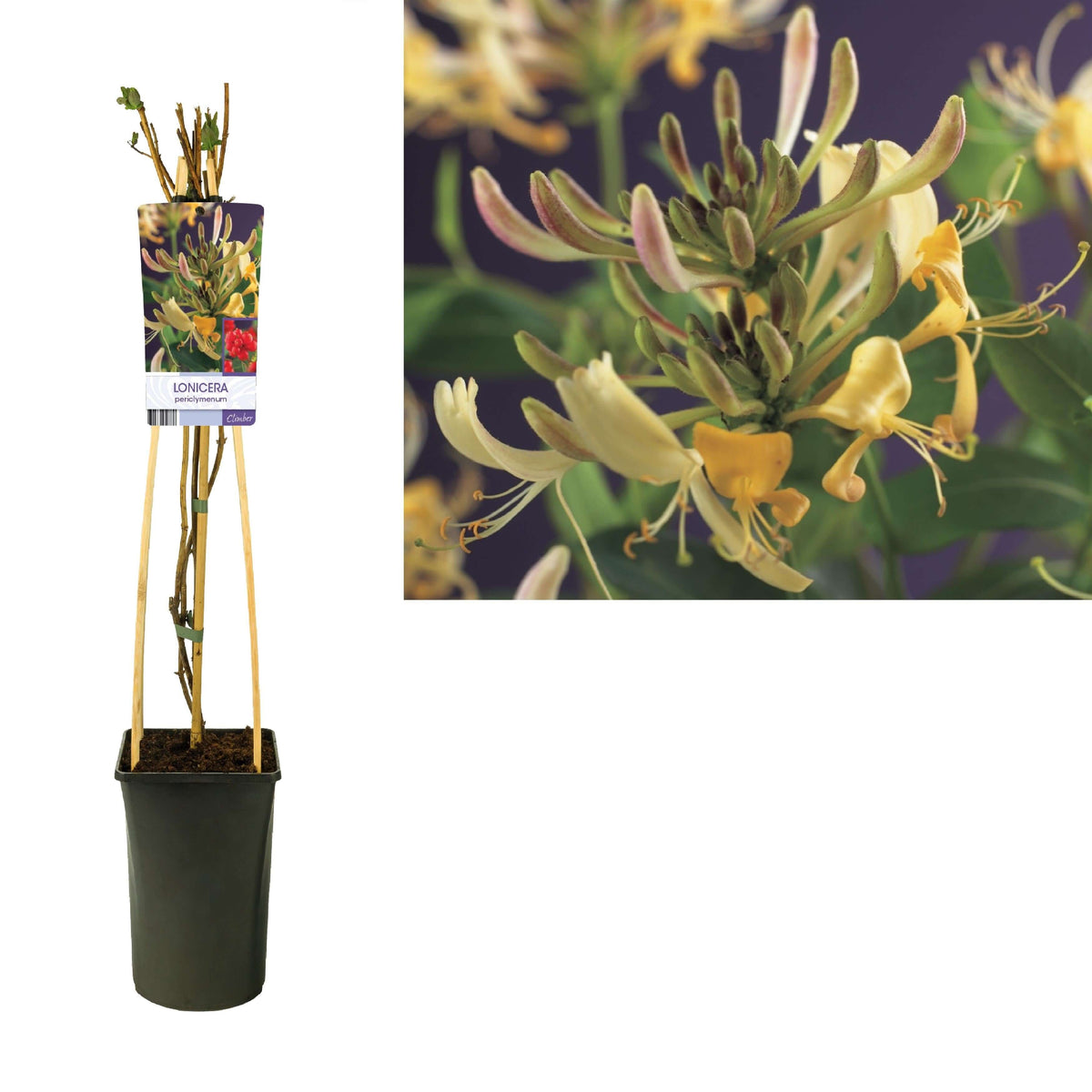 Lonicera Periclymenum +light Label - Ø17cm - ↕75cm