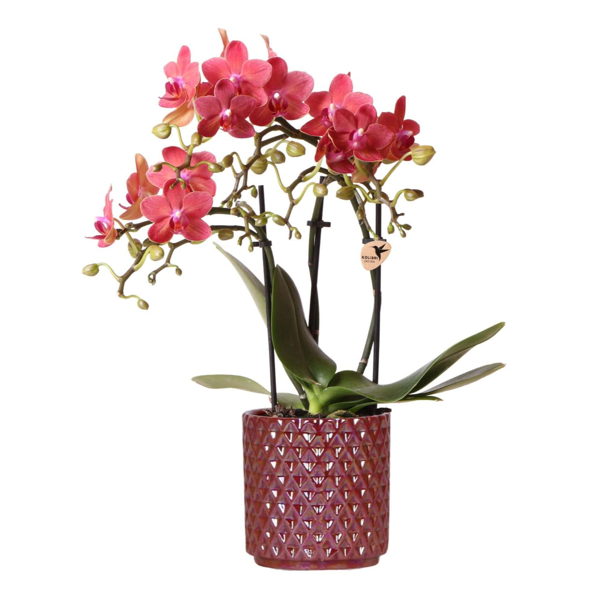 Kolibri Orchids | rode phalaenopsis orchidee Congo + Pearl Pot rood - potmaat Ø9cm | bloeiende kamerplant - vers van de kweker