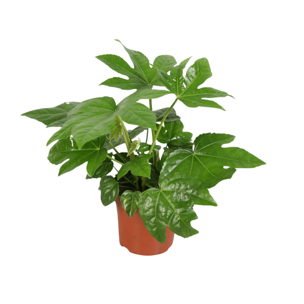 Fatsia - Ø12cm - ↕45cm