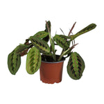 Maranta Leuconeura Fascinator - Ø12cm - ↕30cm