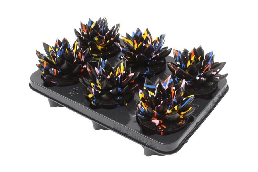 Echeveria Coloured Splash Black – 6 Stück – Ø10,5 cm – ↕13 cm