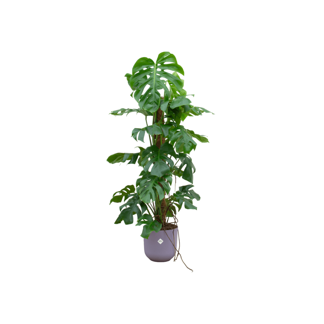 Combi deal - Monstera Pertusum XL inclusief elho Jazz Round lila Ø26 - 120 cm