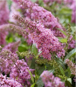 Buddleja Candy 'Little Pink' P17 (PT) - Ø17cm - ↕40cm