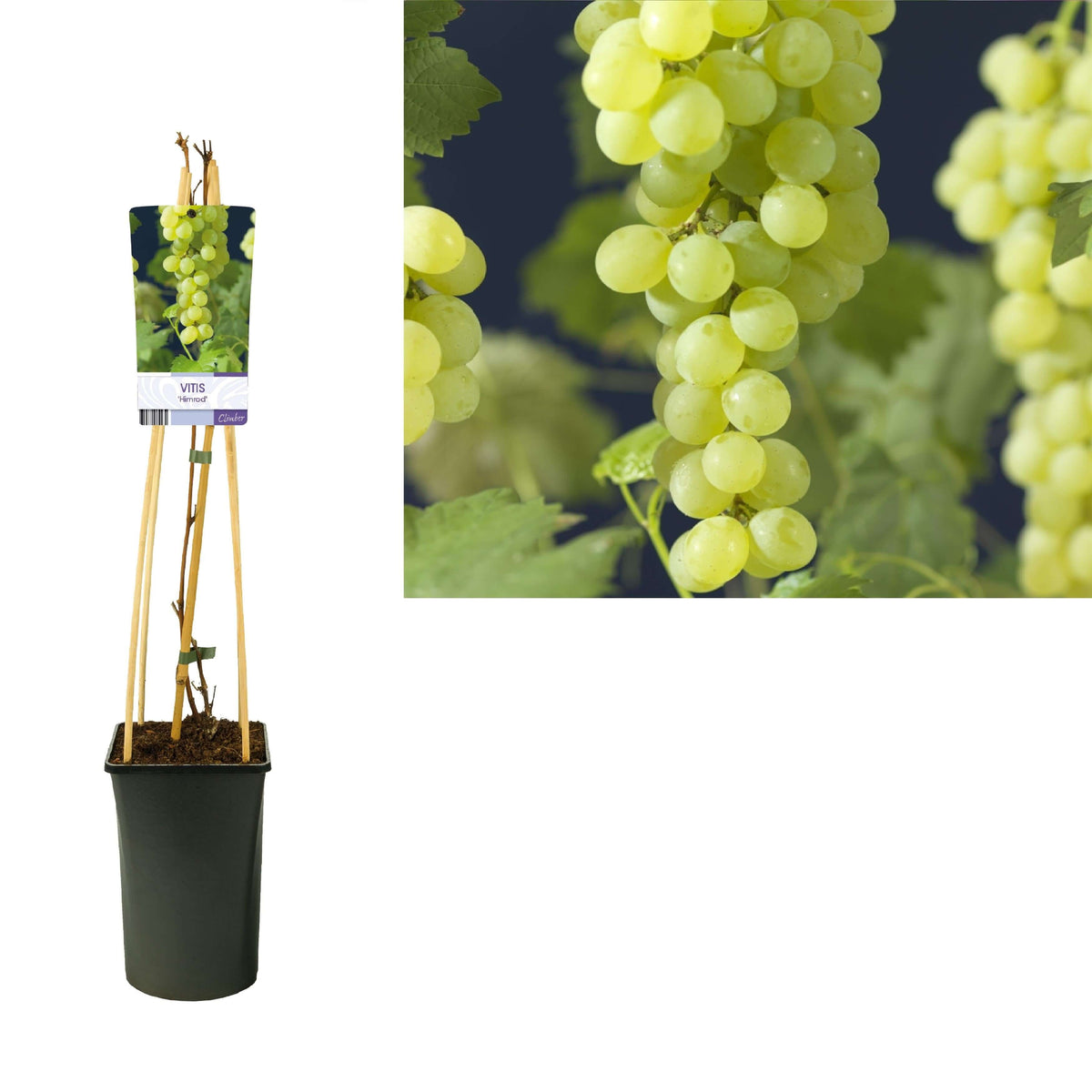 Vitis 'Himrod' +light Label - Ø17cm - ↕75cm