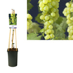 Vitis 'Himrod' +light Label - Ø17cm - ↕75cm