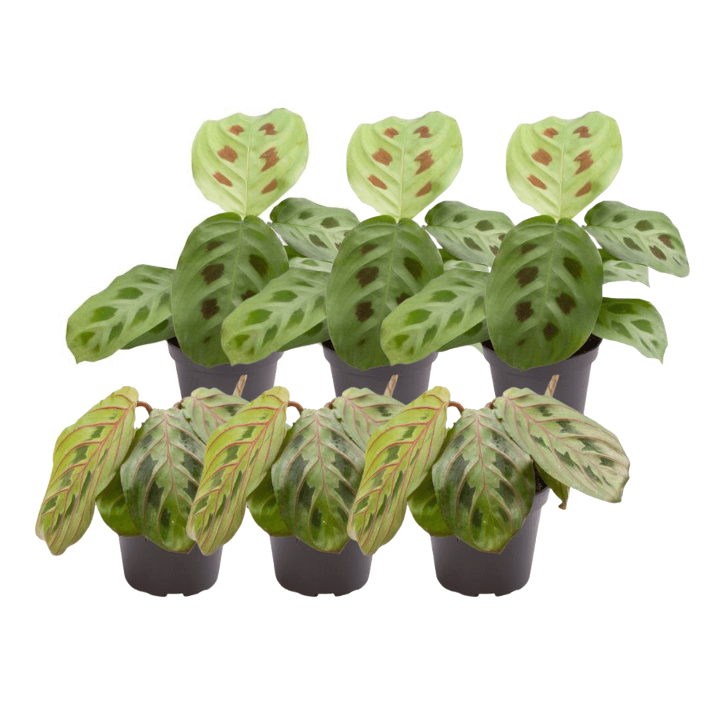 6x Maranta Mix