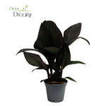 Canna Wyoming Zonder Bloem - Ø17cm - ↕60cm