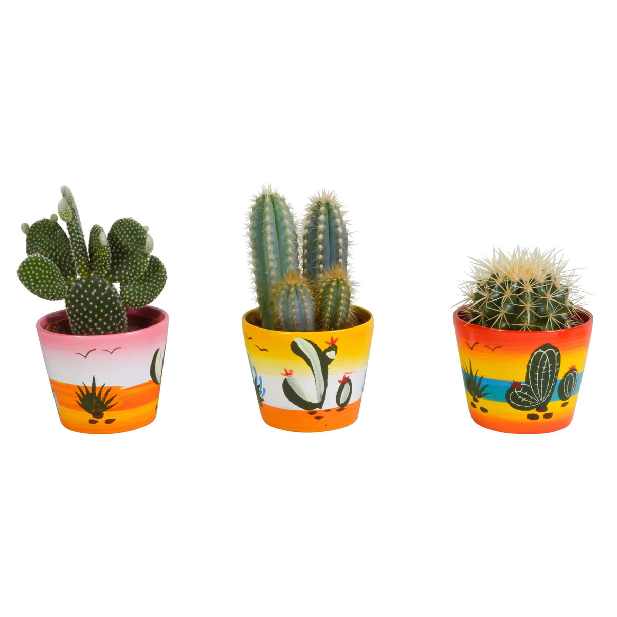 Cactus mix 10.5 cm - in Mexicaanse pot - 3x