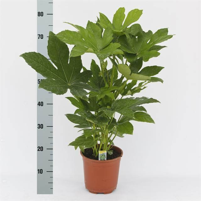 Fatsia Japonica 70 + - Ø17cm - ↕70cm