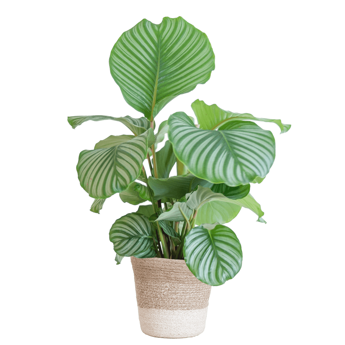 Calathea Orbifolia met Lissabon mand wit - 65cm - Ø19