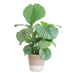 Calathea Orbifolia met Lissabon mand wit - 65cm - Ø19