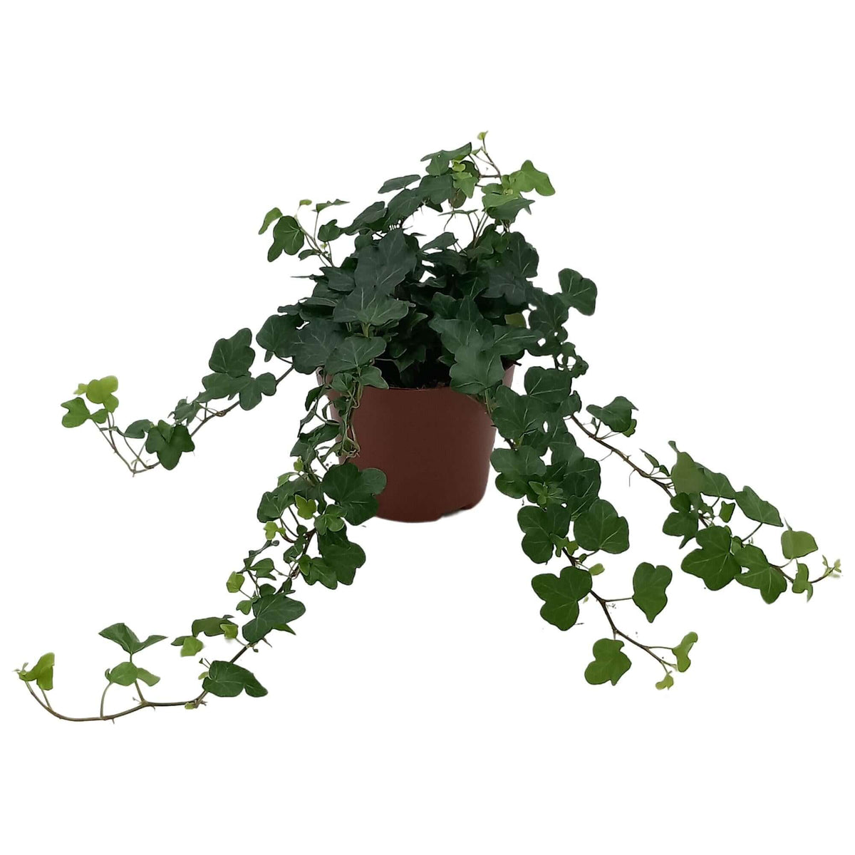 Hedera Helix 'Wonder' - Ø13cm - ↕cm