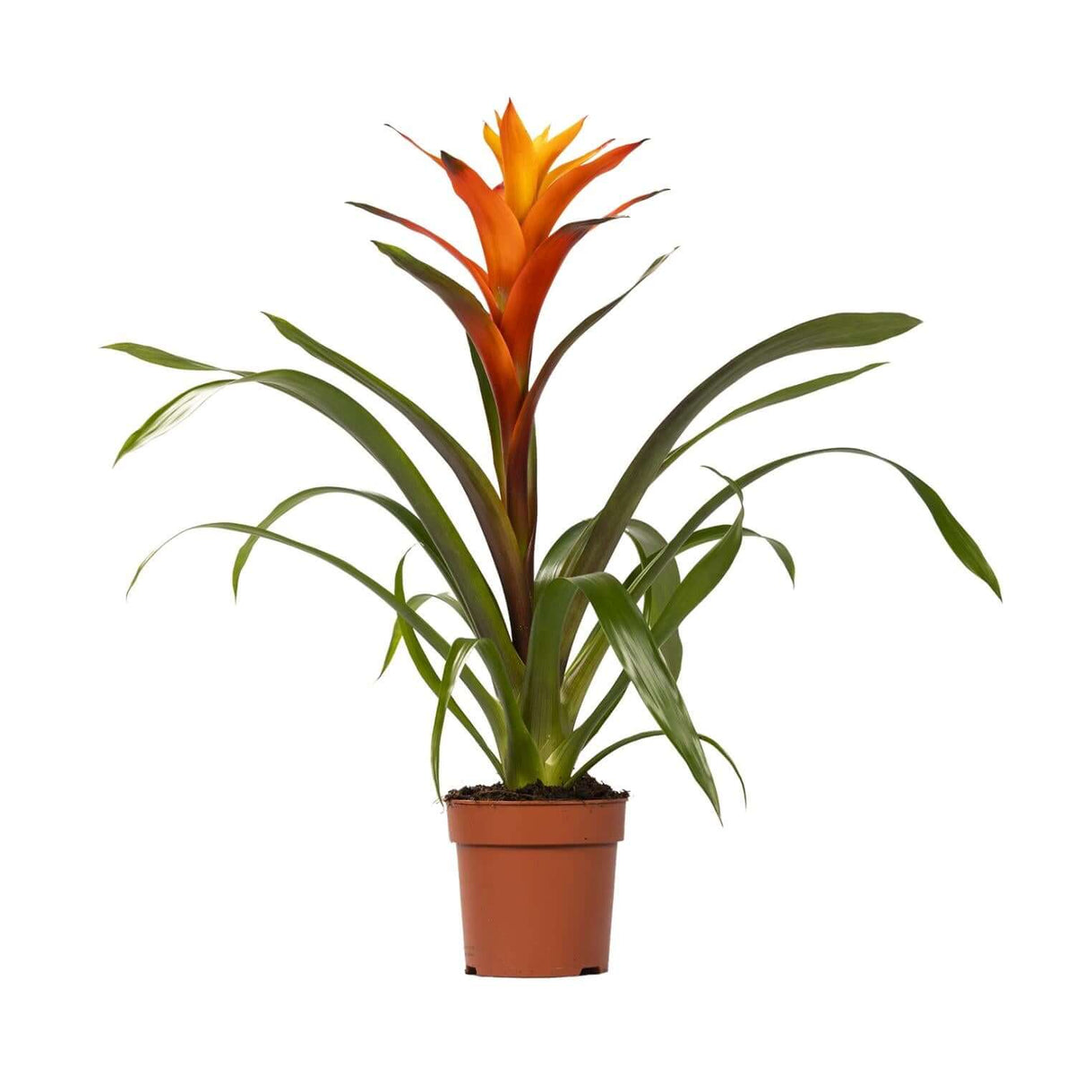 Guzmania Variada - Ø12 ↕50