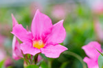 Dipladenia Sundaville PINK Op Rek P21 - Ø21cm - ↕100cm