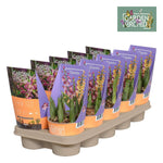 Orchidee: Calanthe - Ø12cm - ↕40cm