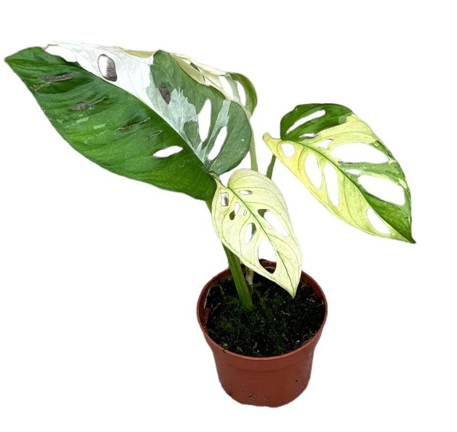 Monstera Adansonii Variegata - Ø10,5cm - ↕15cm