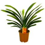 Clivia Miniata Met Etiket - Ø13cm - ↕40cm