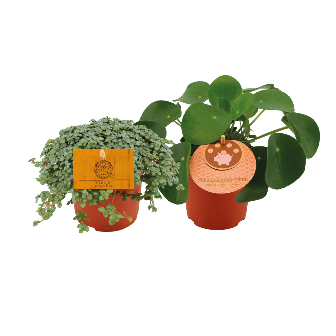 Pilea Duo 1.0 - 2 stuks - Ø10,5cm - ↕15cm