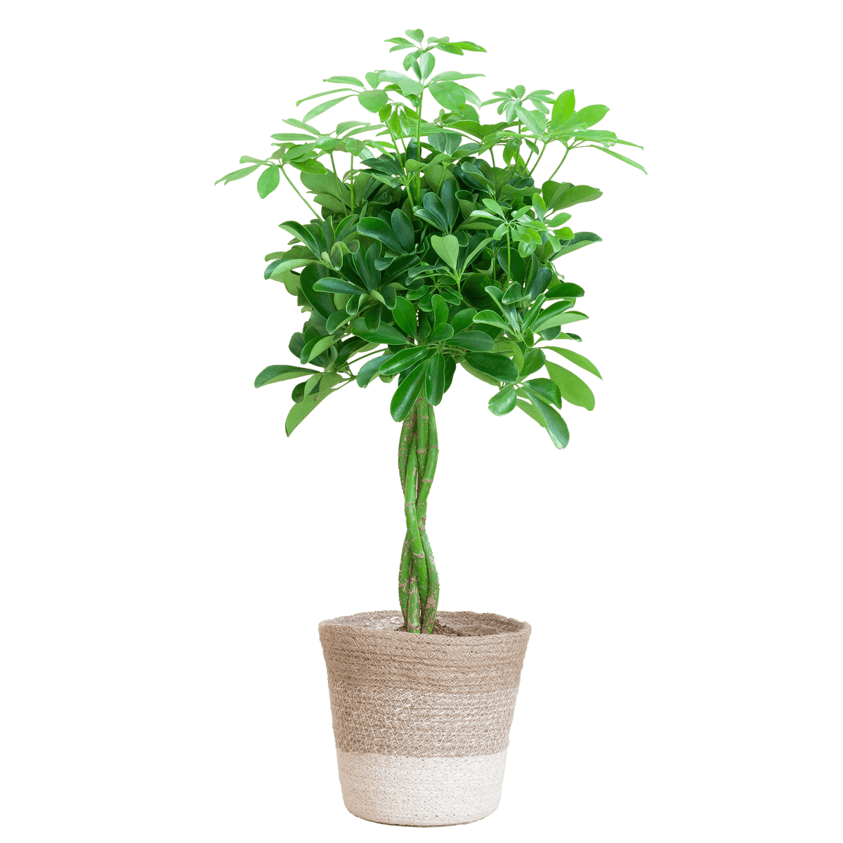 Schefflera Arab Nora met Mand Lissabon wit- 80cm - Ø19