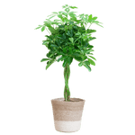 Schefflera Arab Nora met Mand Lissabon wit- 80cm - Ø19