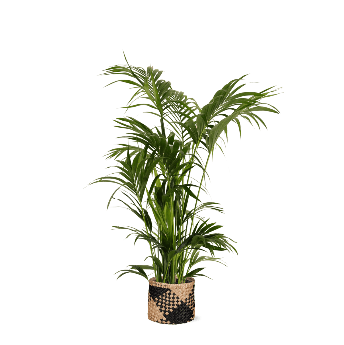 Kentia Palm Ø27cm ↕160cm in Albury BLACK print mand