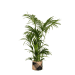 Kentia Palm Ø27cm ↕160cm in Albury BLACK print mand