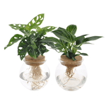 Bolglas Duo Monstera Adansonii/White Wave - 2 stuks - Ø12cm - ↕30cm