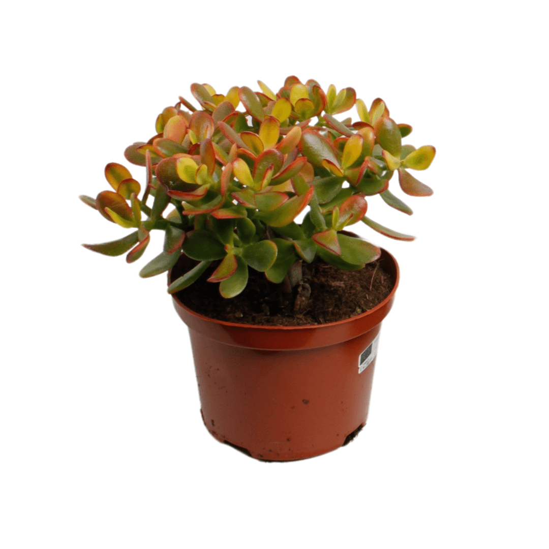 Crassula Ovata Sunset - Ø17cm - ↕30cm